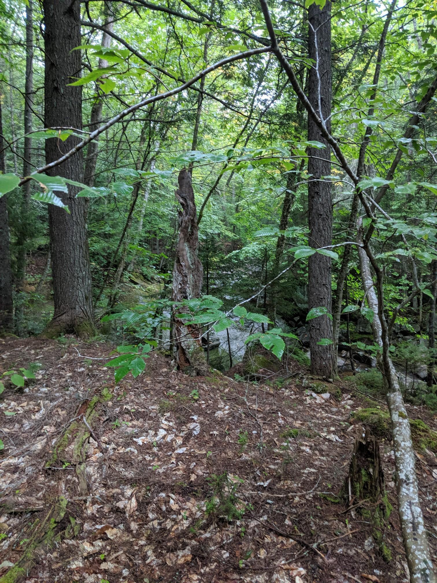 Woodland scene with tall trees, leafy ground, and soft, natural light.