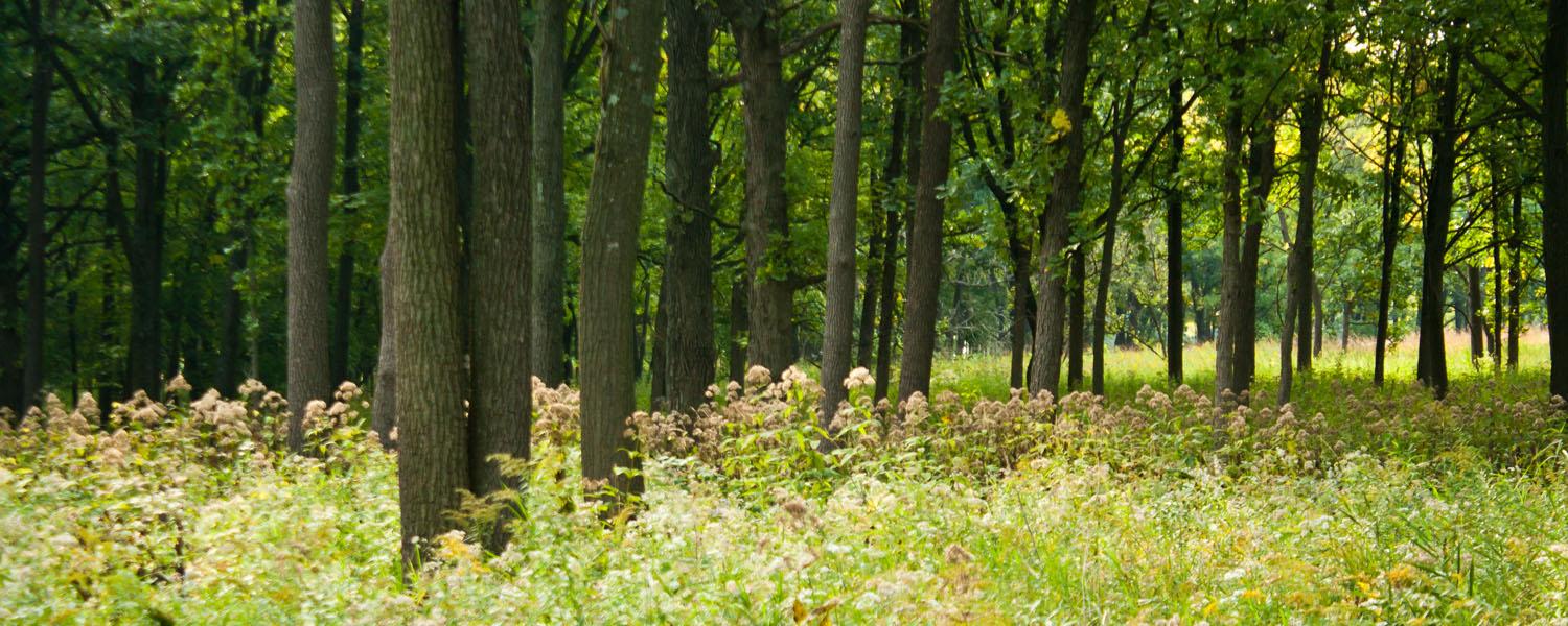 Sunlight filters through a dense forest with tall trees and a grassy understory.