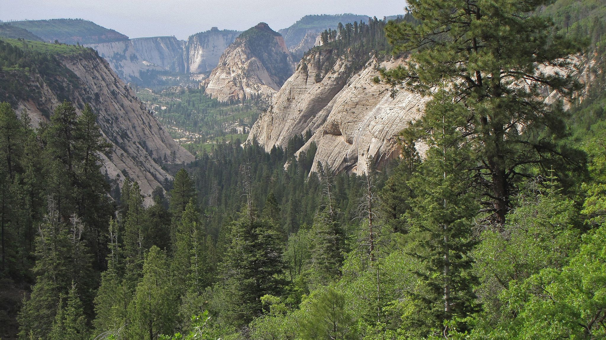 Dense green forest fills a valley surrounded by towering rocky cliffs. - Wildcat Canyon Trail