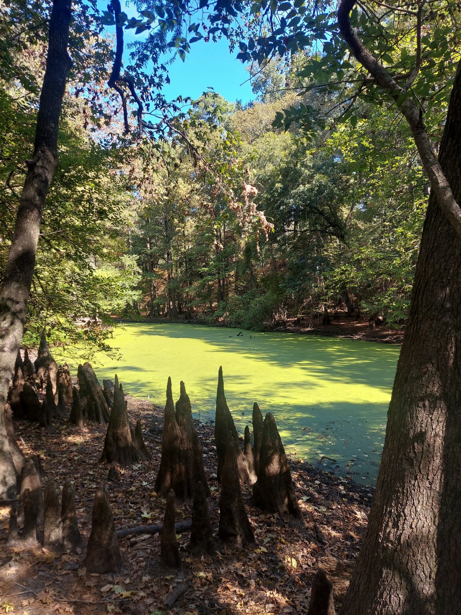 Bright green pond with cypress knees, surrounded by dense sunlit forest. - Eastex Frontage Road to Spring Creek Canoe Launch Trail