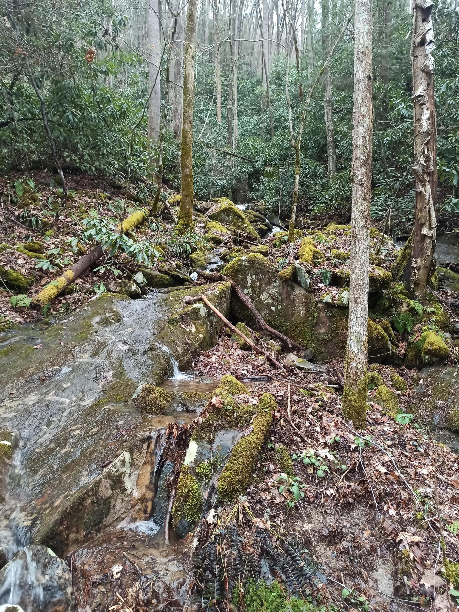 Small stream flowing over mossy rocks in a forest with bare trees.