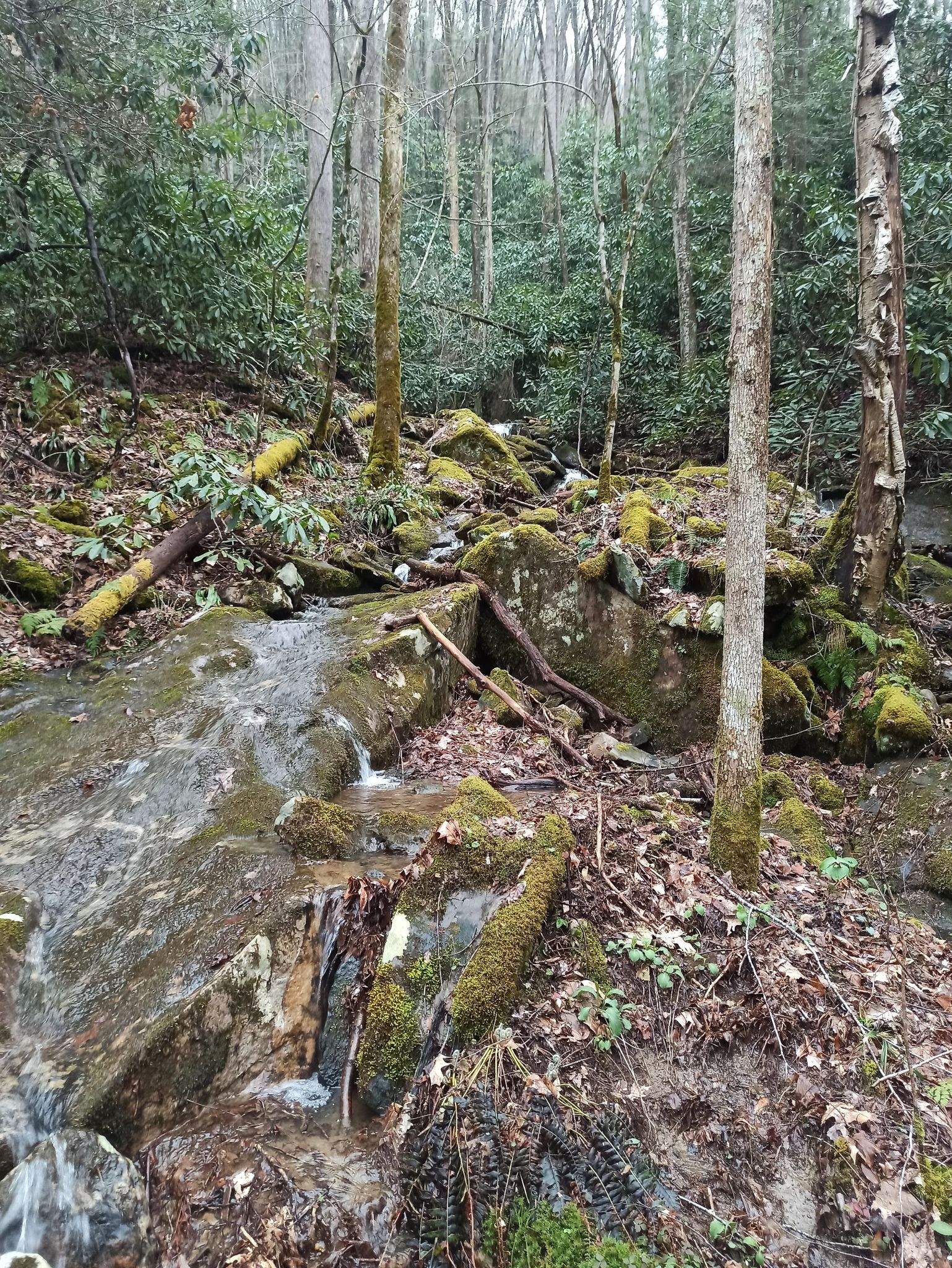 Small stream flowing over mossy rocks in a forest with bare trees. - Glade Creek Trail