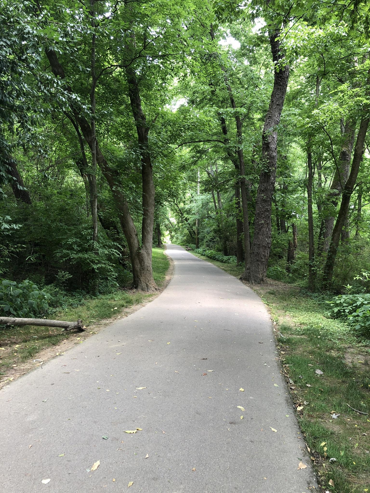 Shaded paved path winding through a dense, green forest on a bright day.