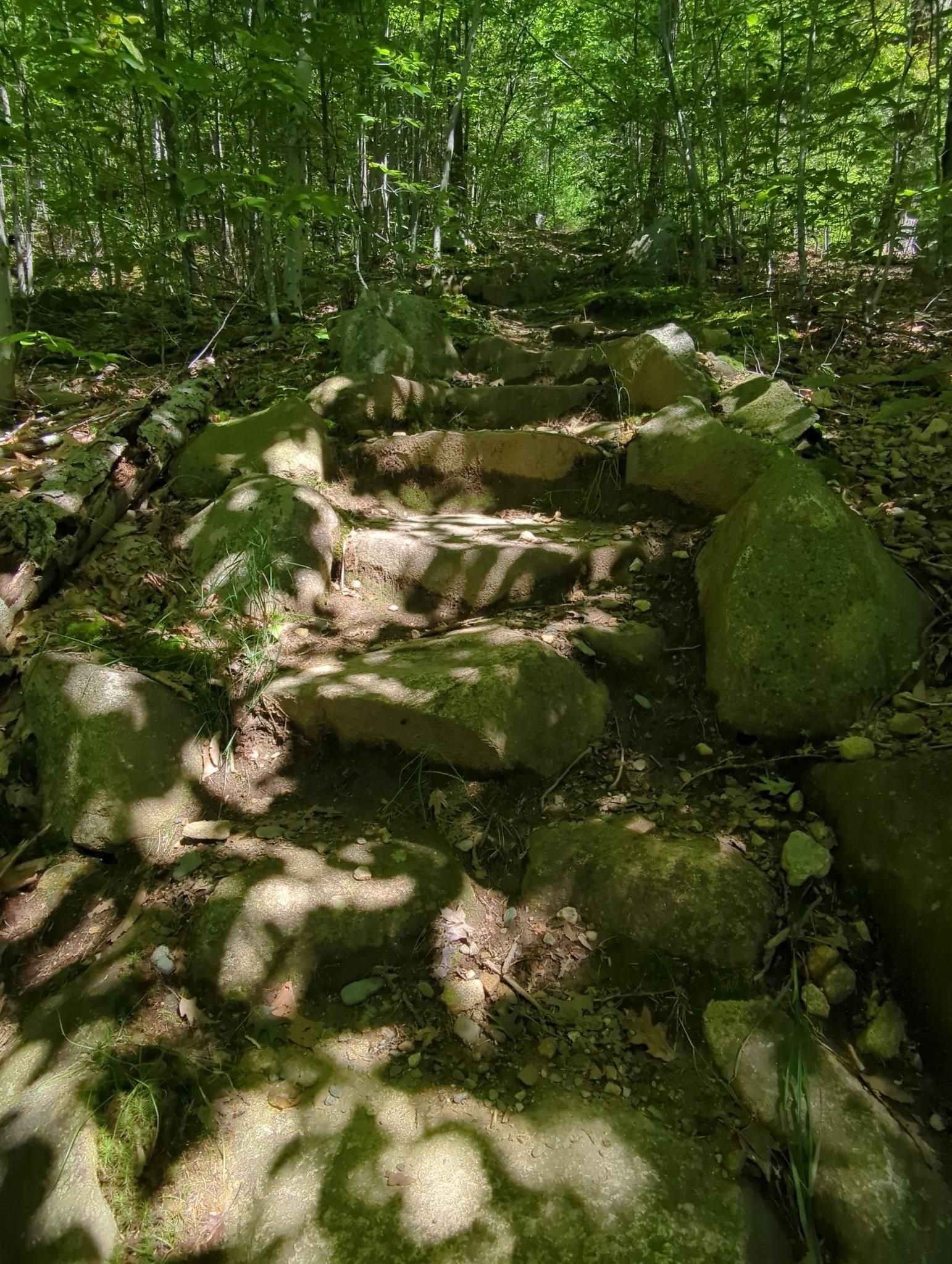 Rocky steps ascend a sun-dappled forest path. - Black Mountain Trailhead – West River loop from Brattleboro
