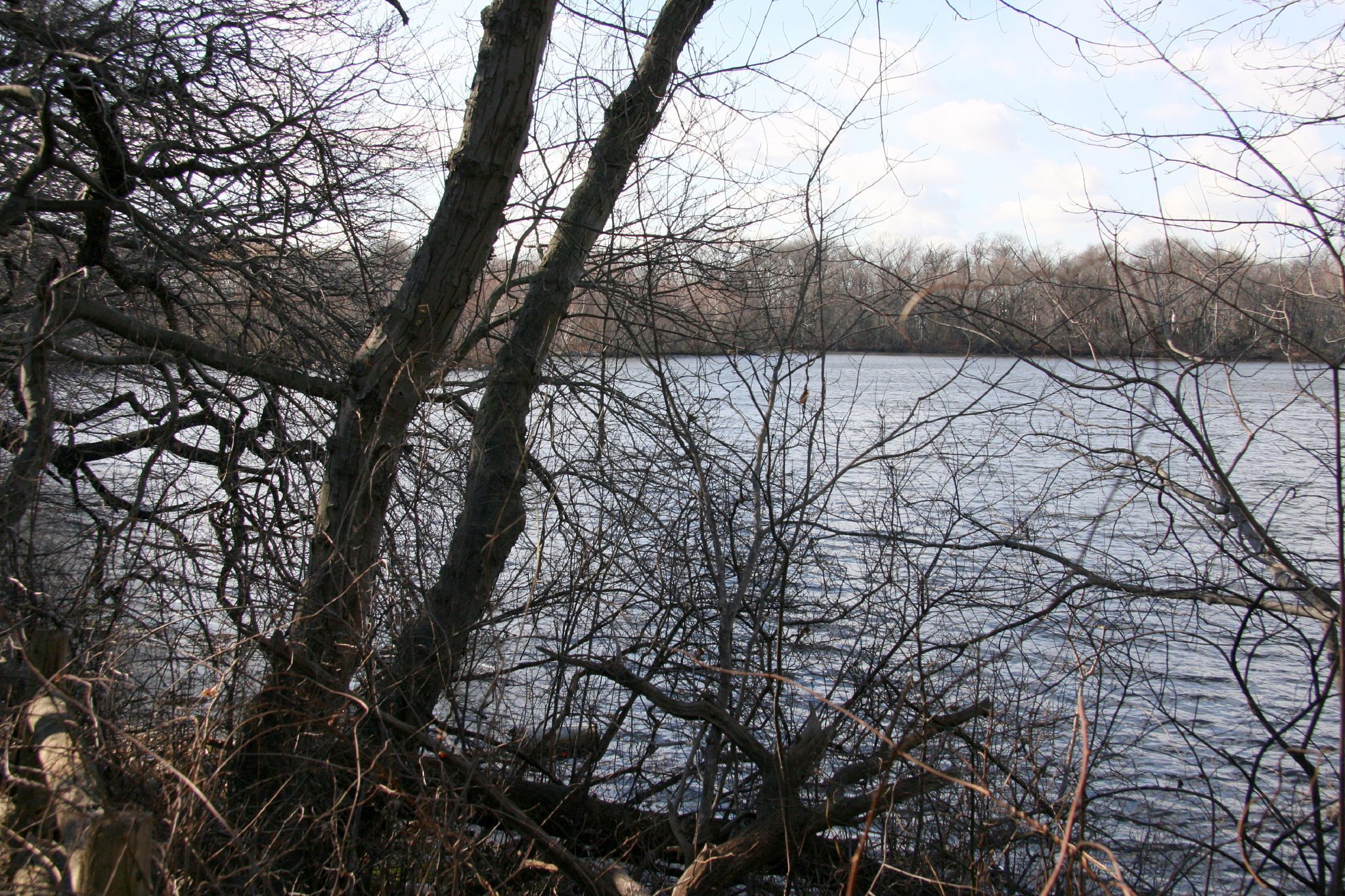 Leafless trees frame a calm body of water on an overcast day. - Tanglewood Preserve loop