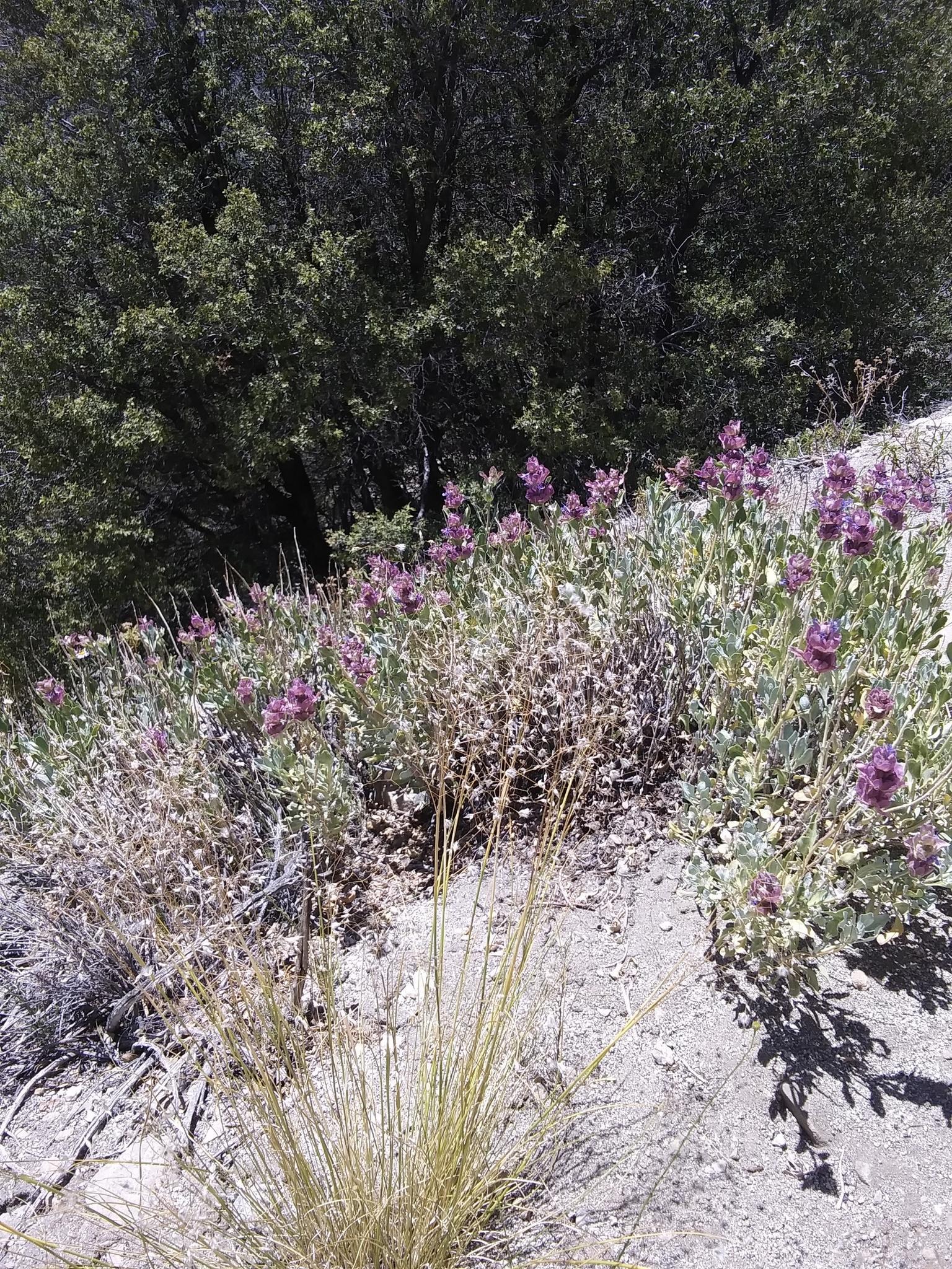 Close-up of vibrant purple wildflowers and green shrubs on a sunny hillside.