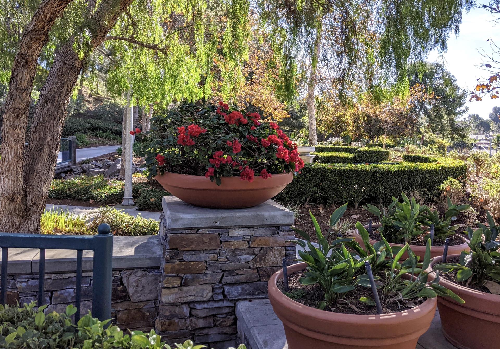 Vibrant red flowers in a large pot within a lush, sunlit garden.