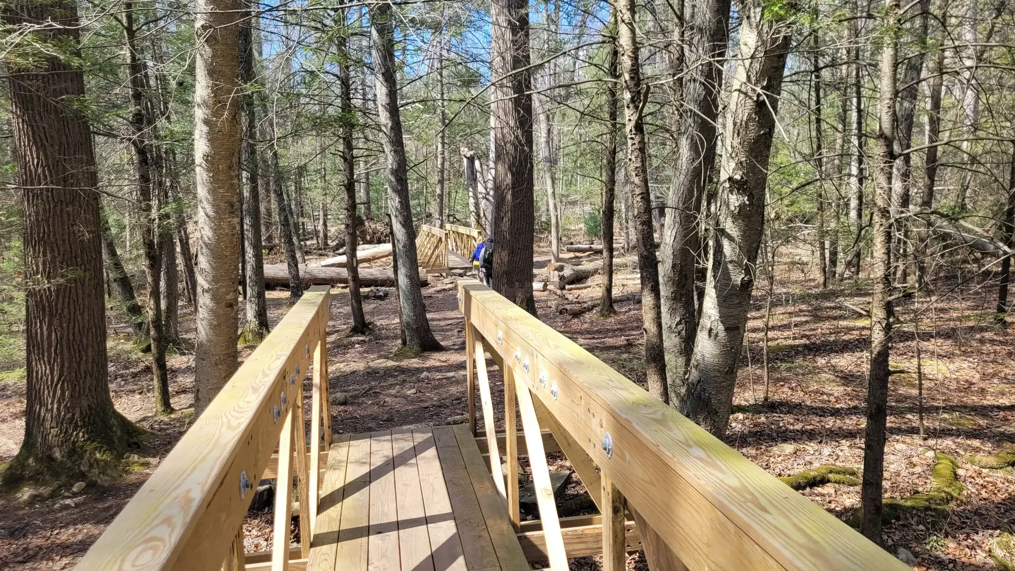 Wooden bridge leading into a sunny forest with a person walking. - Tuscalachian Loop