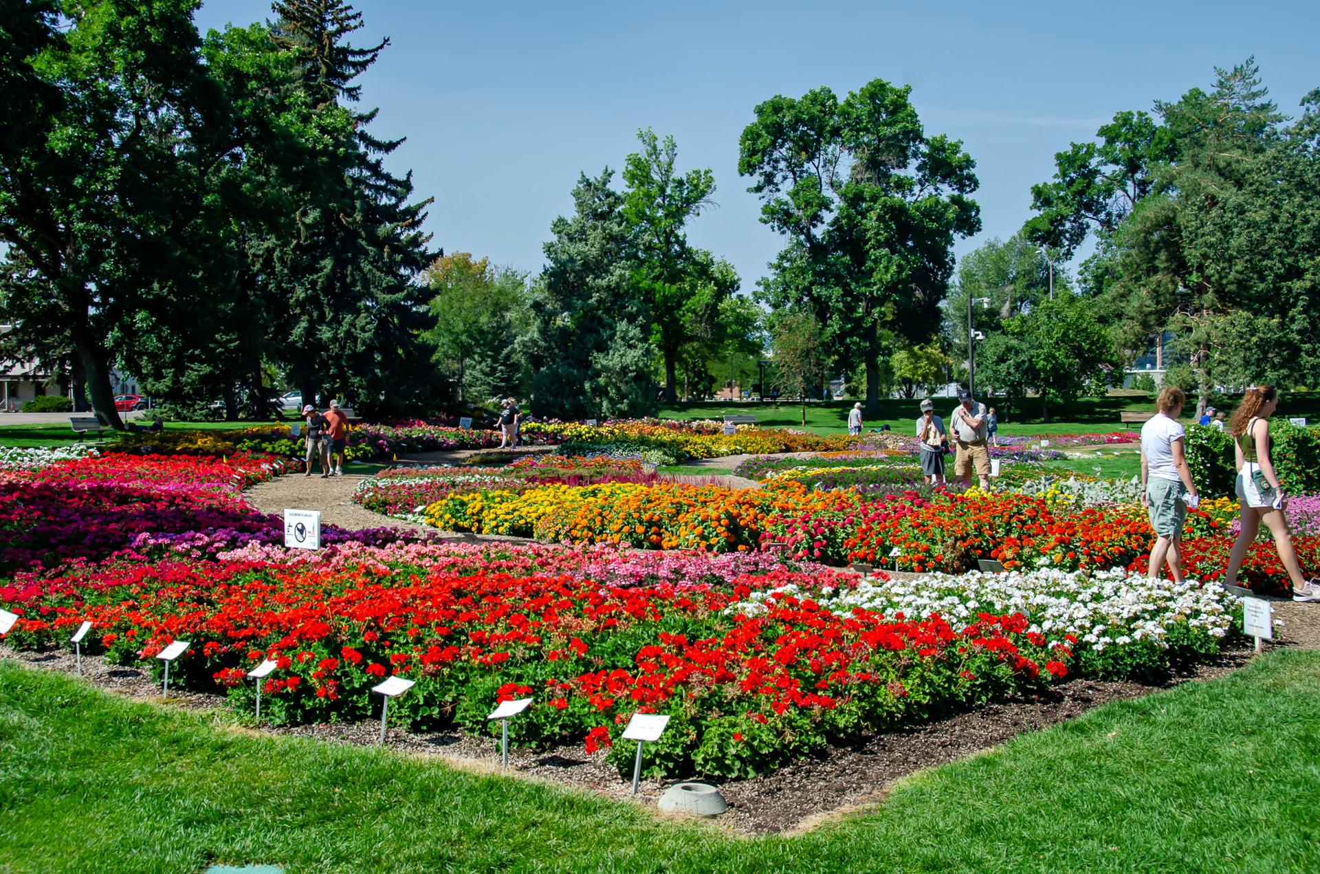 People stroll through vibrant, colorful flower beds on a sunny day.
