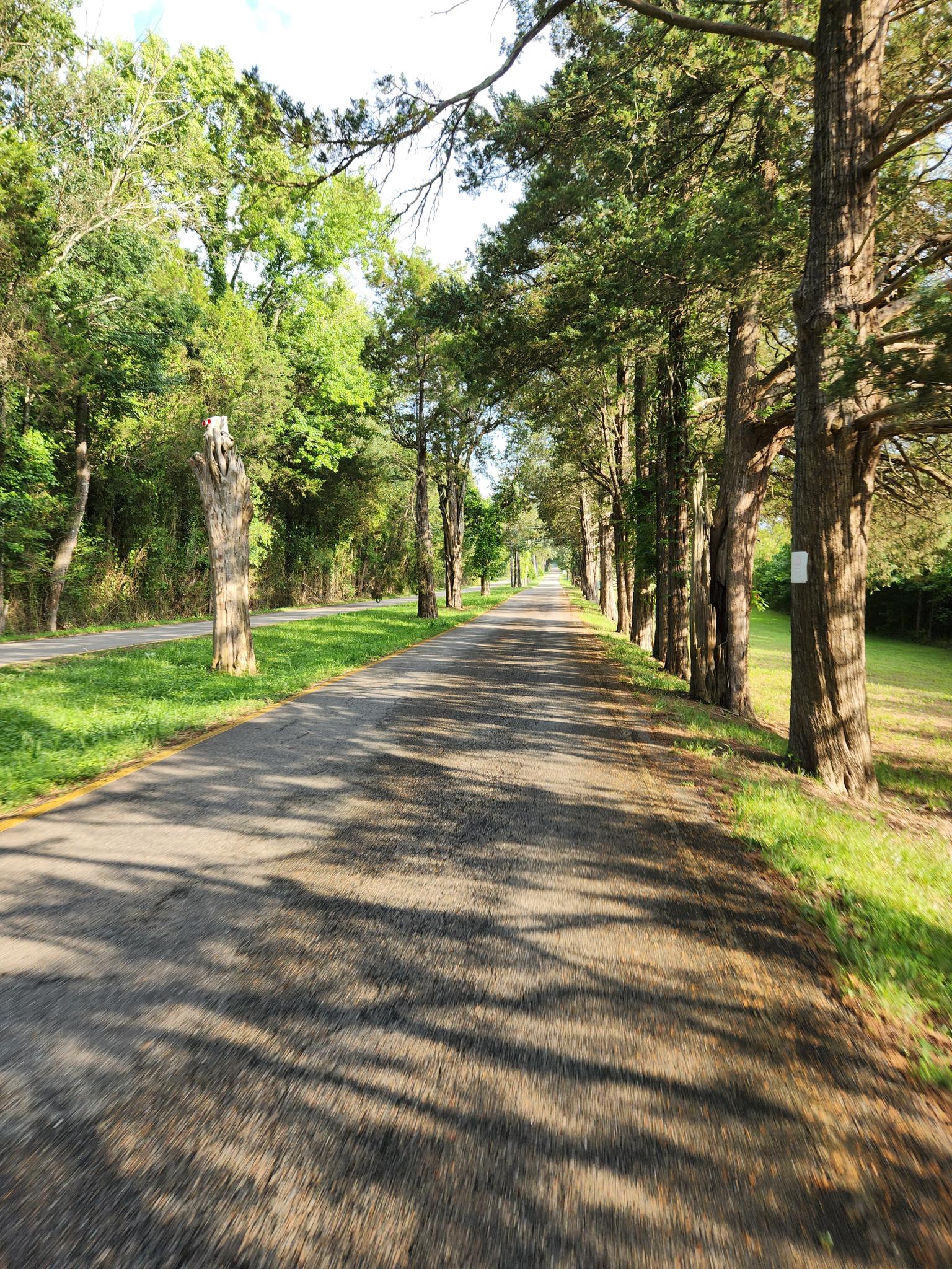 Sunny paved path through a tree-lined avenue with long shadows.
