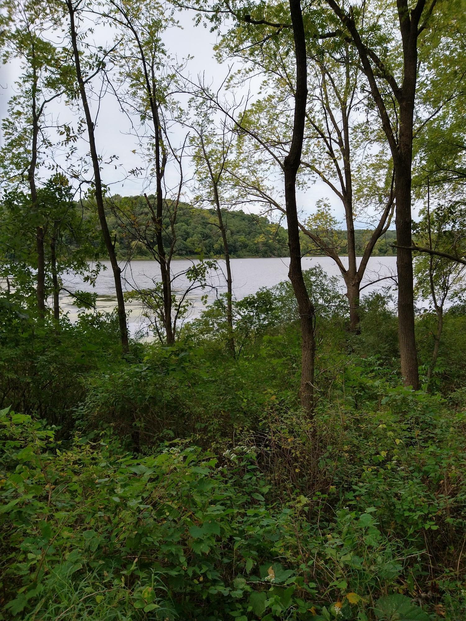 Overcast view of a wide lake through dense green trees and undergrowth.