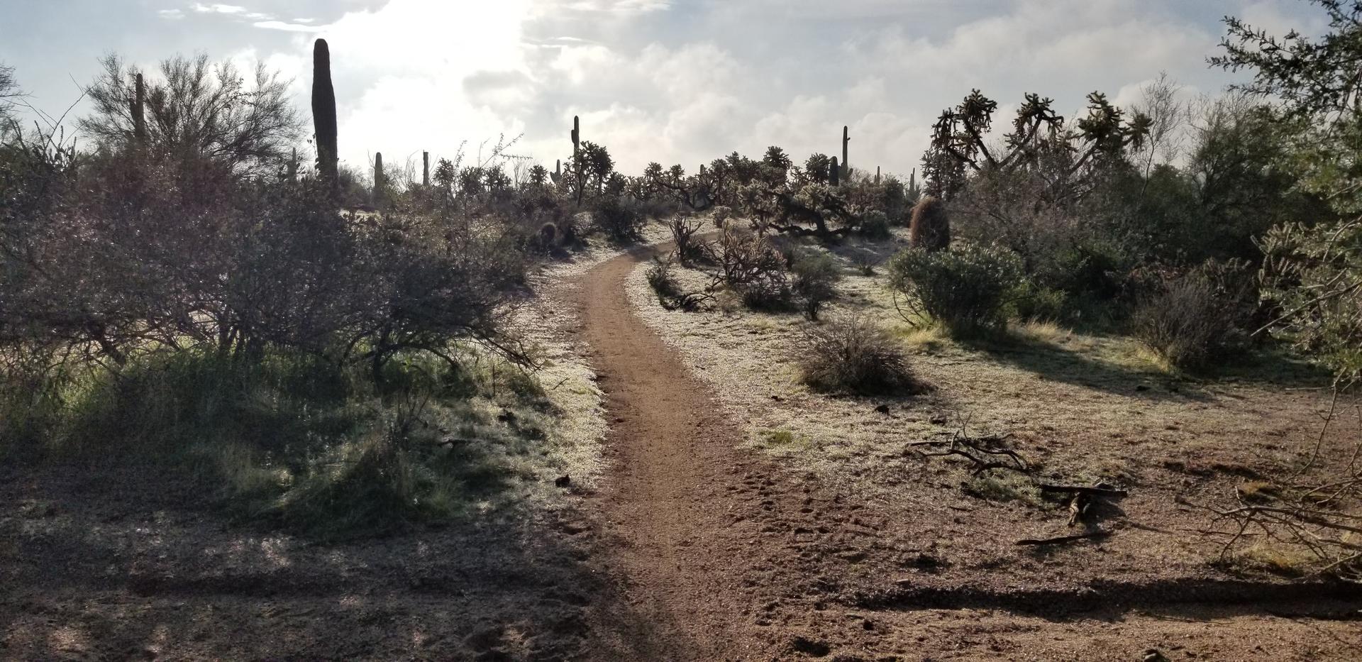 Dirt path winding through desert landscape with cacti under a bright, cloudy sky.