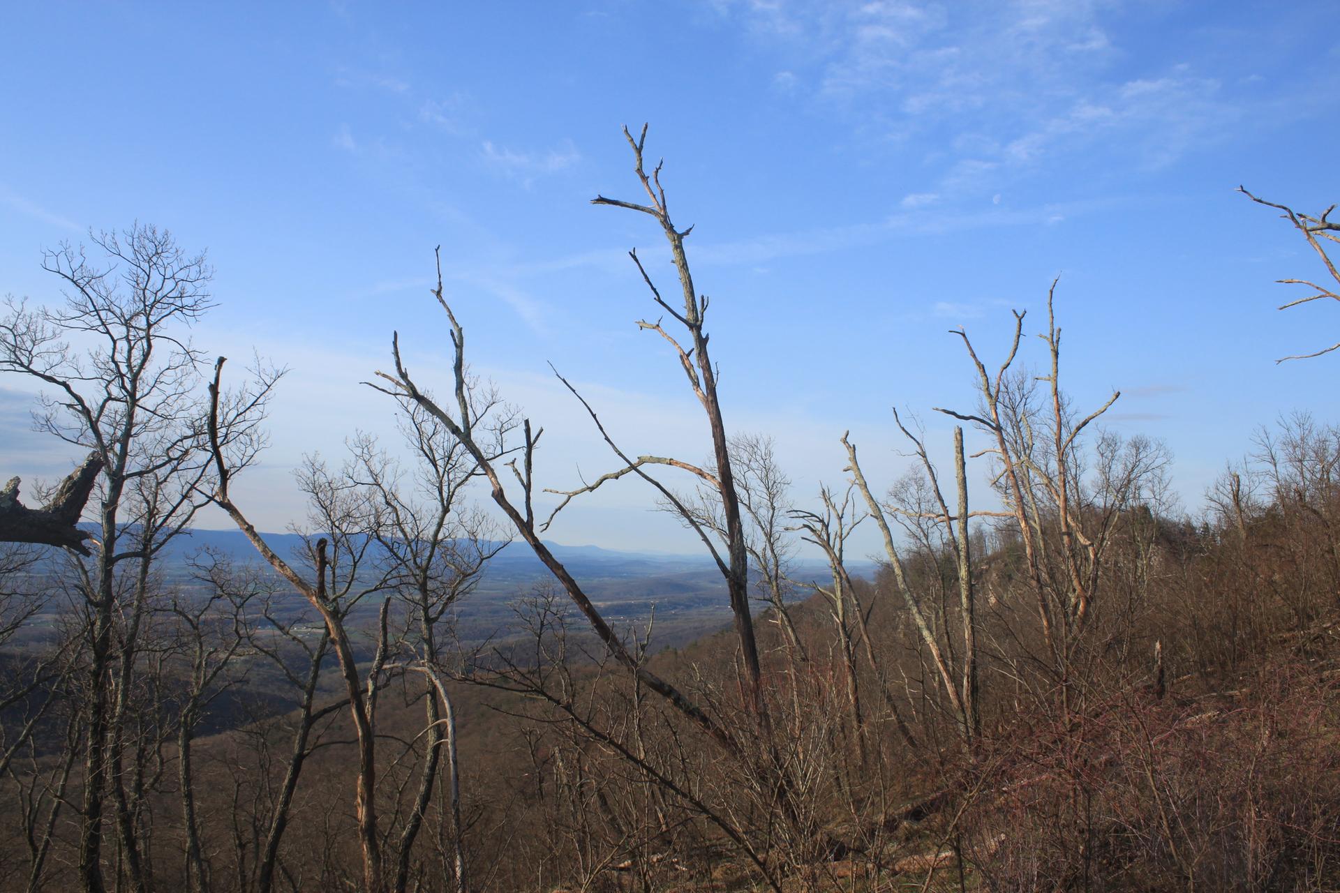 Bare trees on a hillside overlook distant mountains under a clear blue sky.