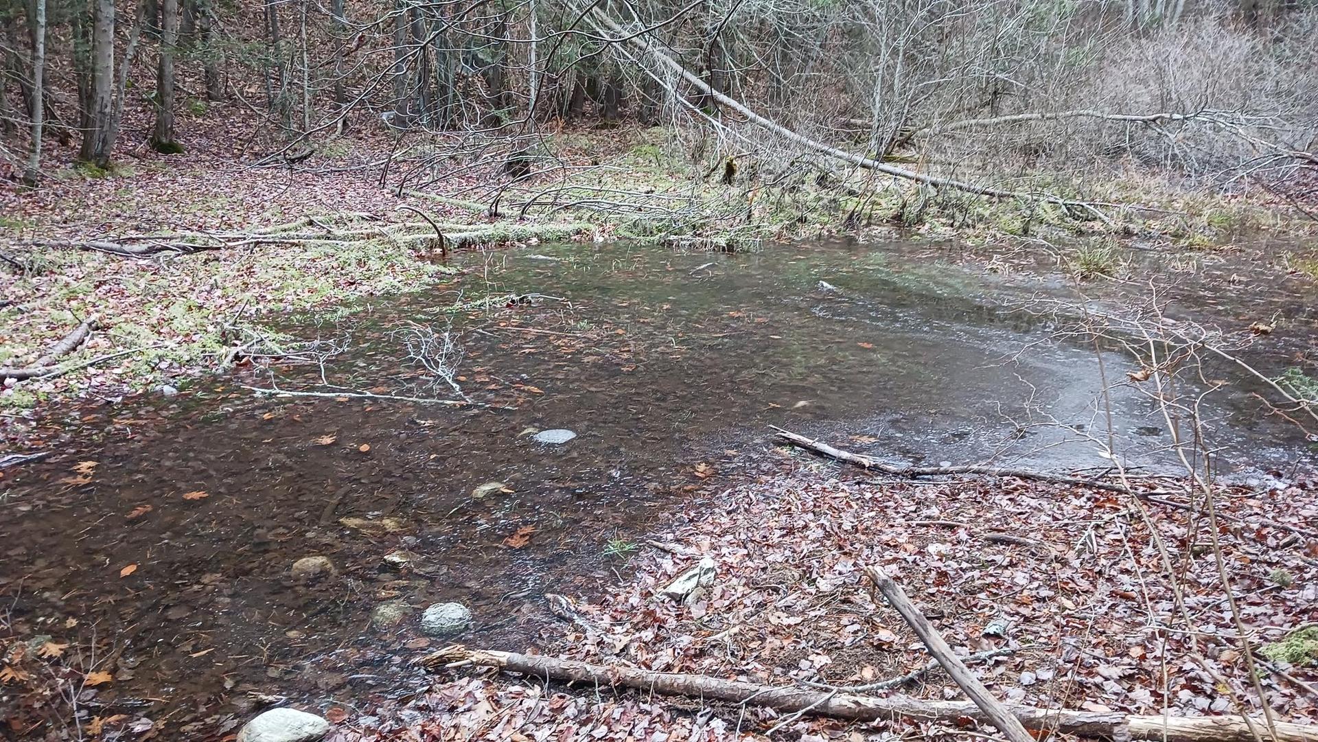 A shallow, leaf-filled pond in a bare forest under an overcast sky.