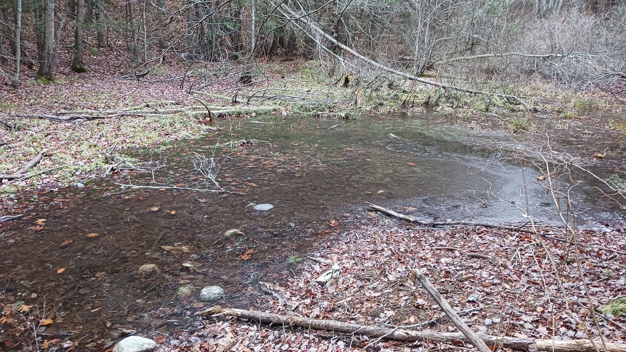 A shallow, leaf-filled pond in a bare forest under an overcast sky. - Common Hill Outer Loop