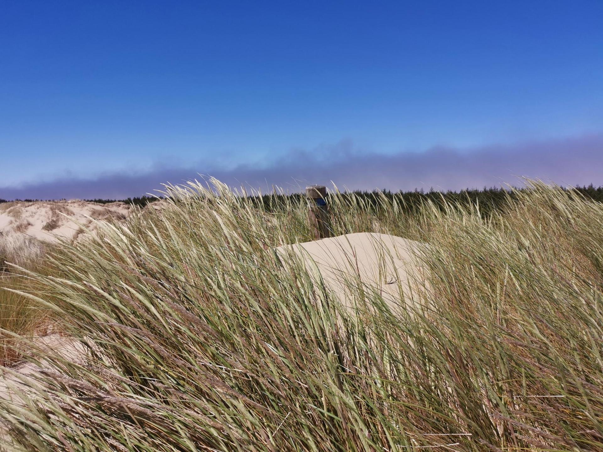 Tall dune grass sways in the foreground, with sand dunes and blue sky.