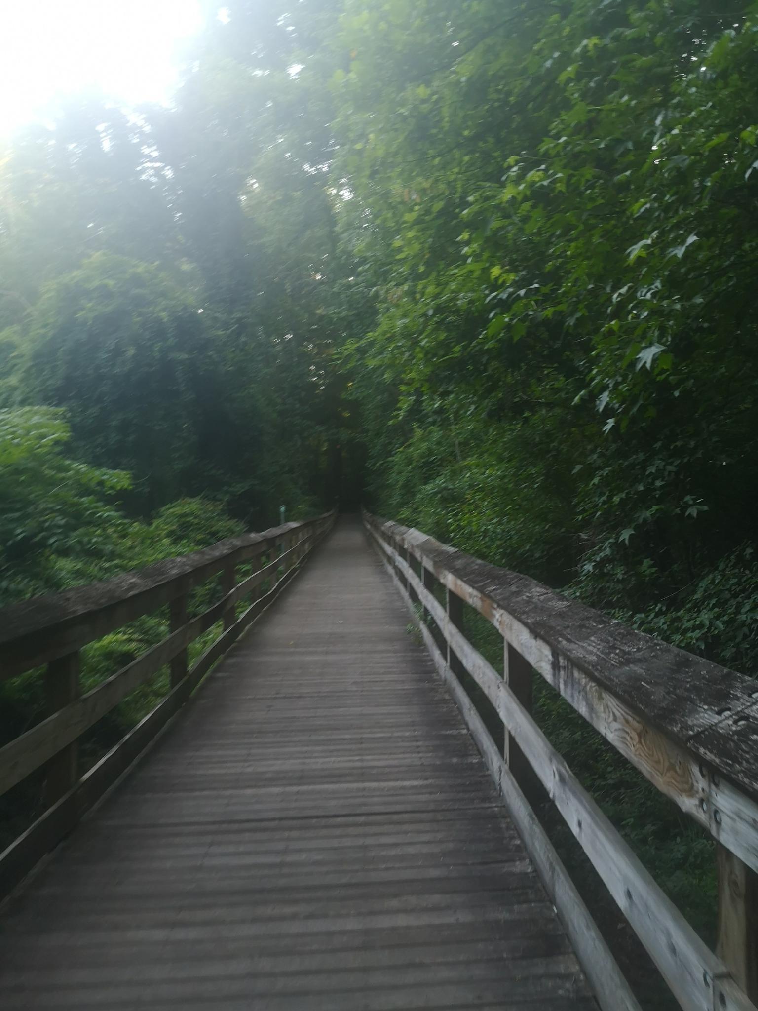 A long wooden boardwalk path leading into bright light, surrounded by dense trees.
