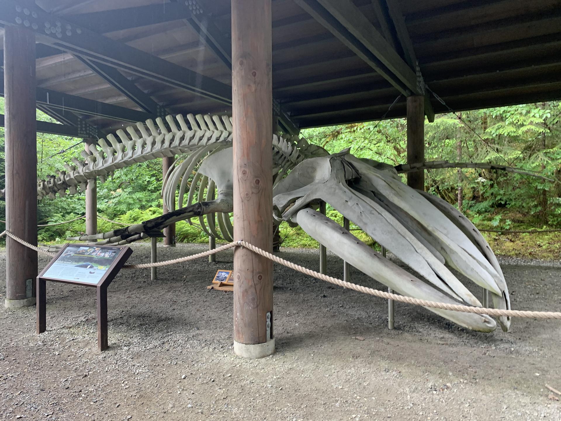 A large whale skeleton displayed under a wooden shelter in a natural setting.