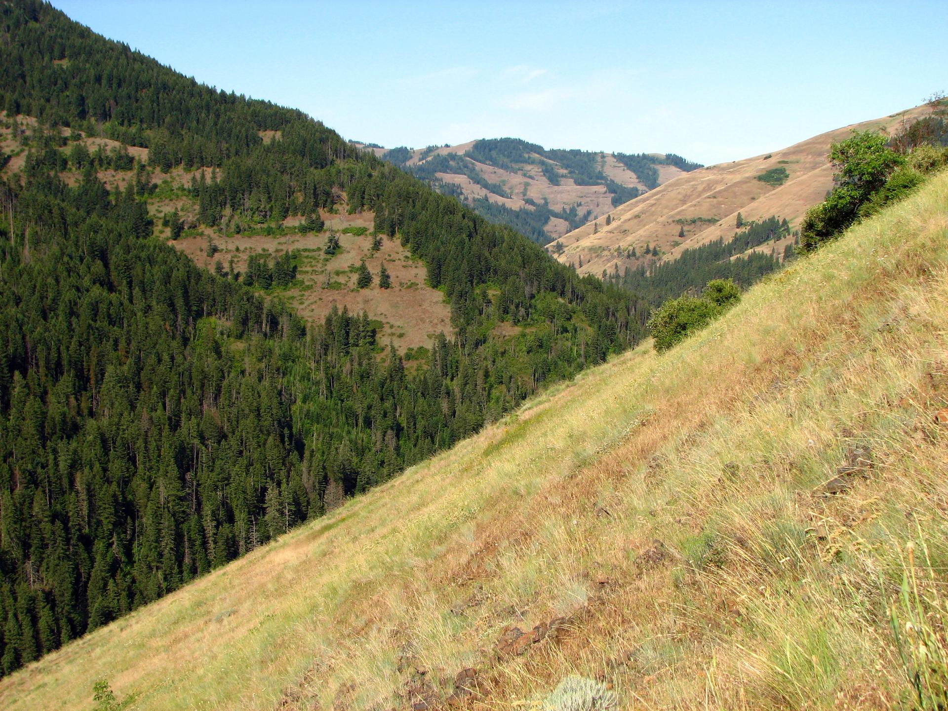 Steep, forested and grassy hillsides under a clear blue sky on a sunny day.