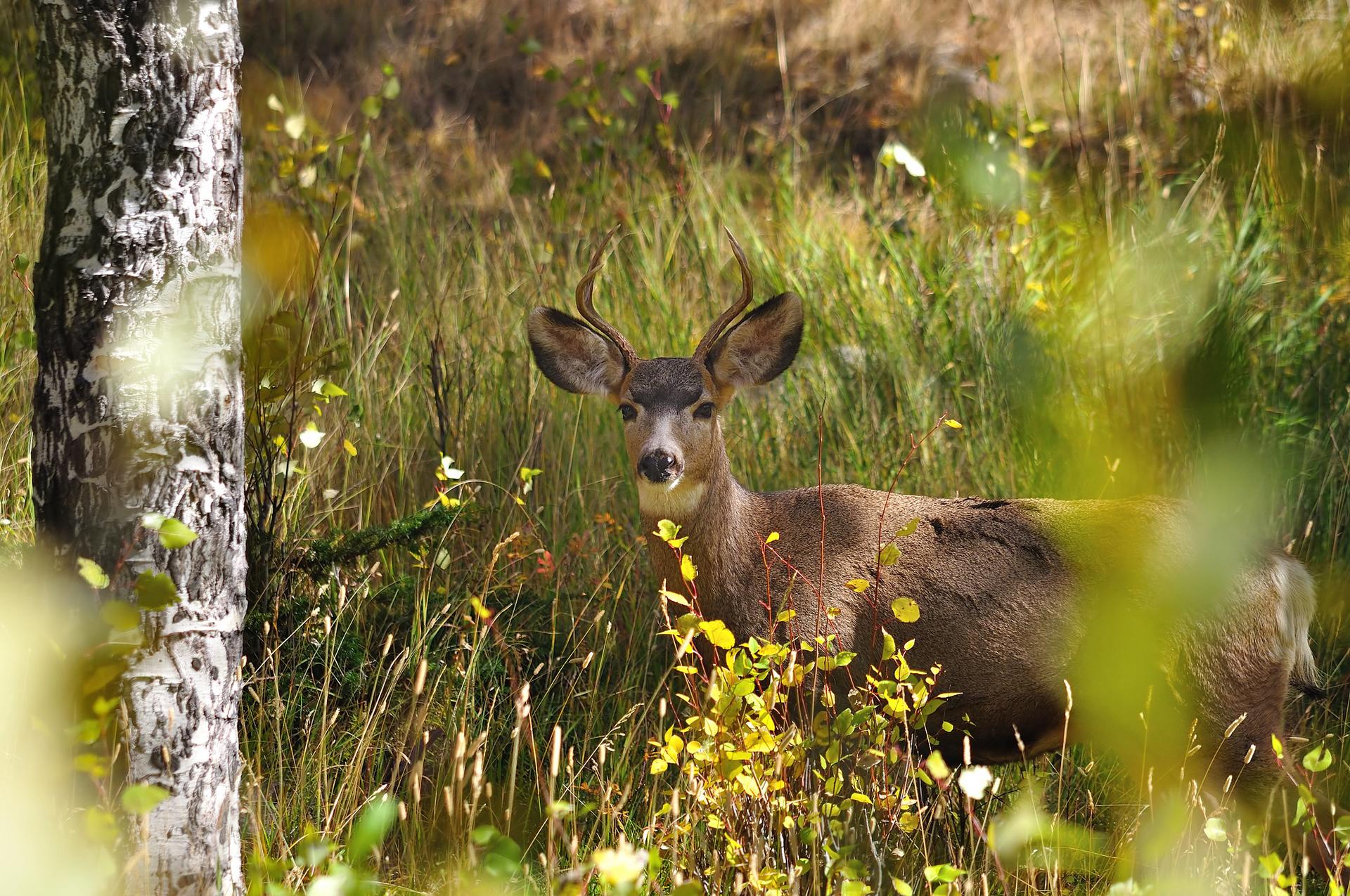 A deer with antlers stands in tall grass and foliage, dappled sunlight.