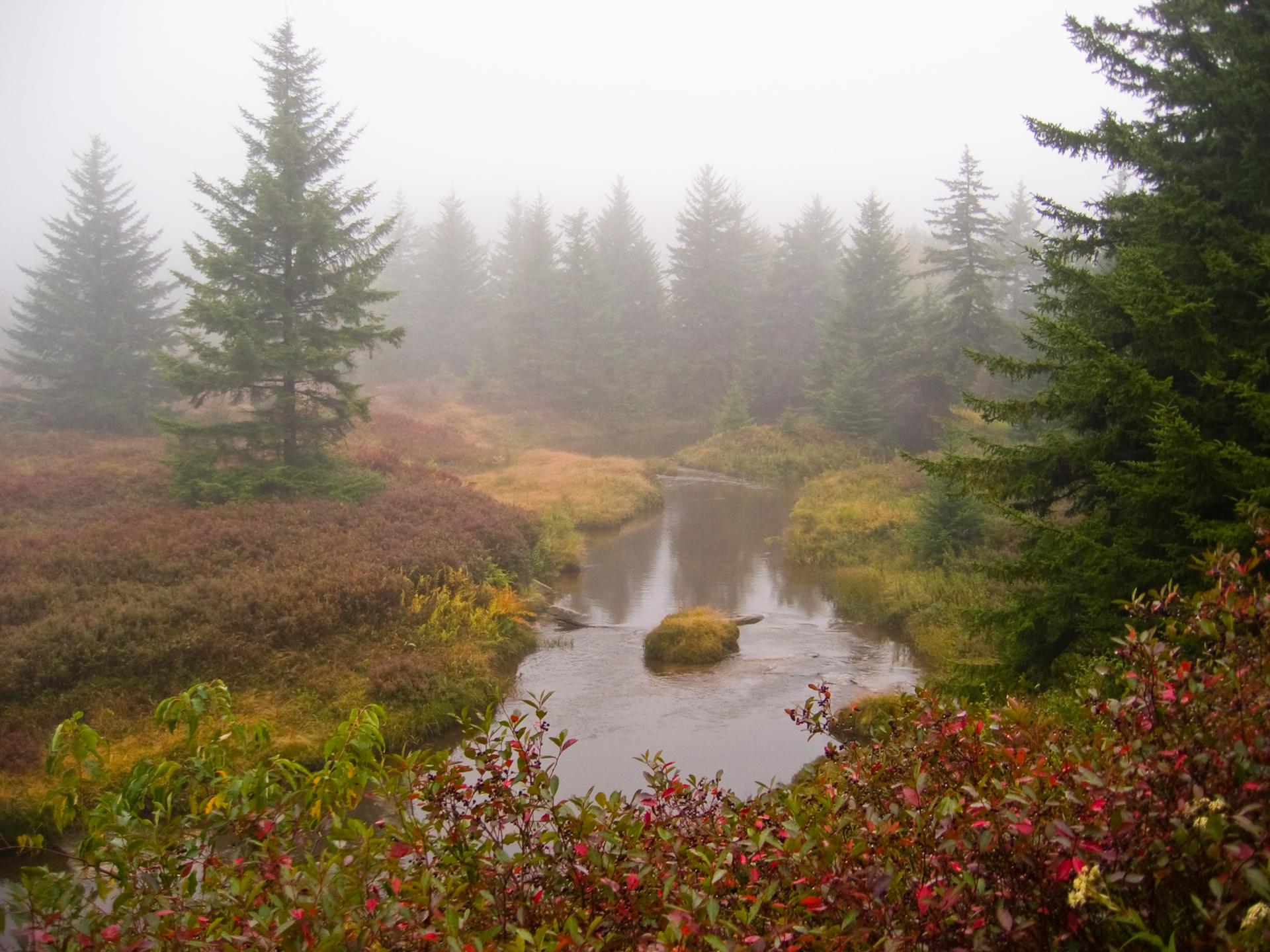 Misty forest scene with a winding stream, evergreen trees, and colorful undergrowth.
