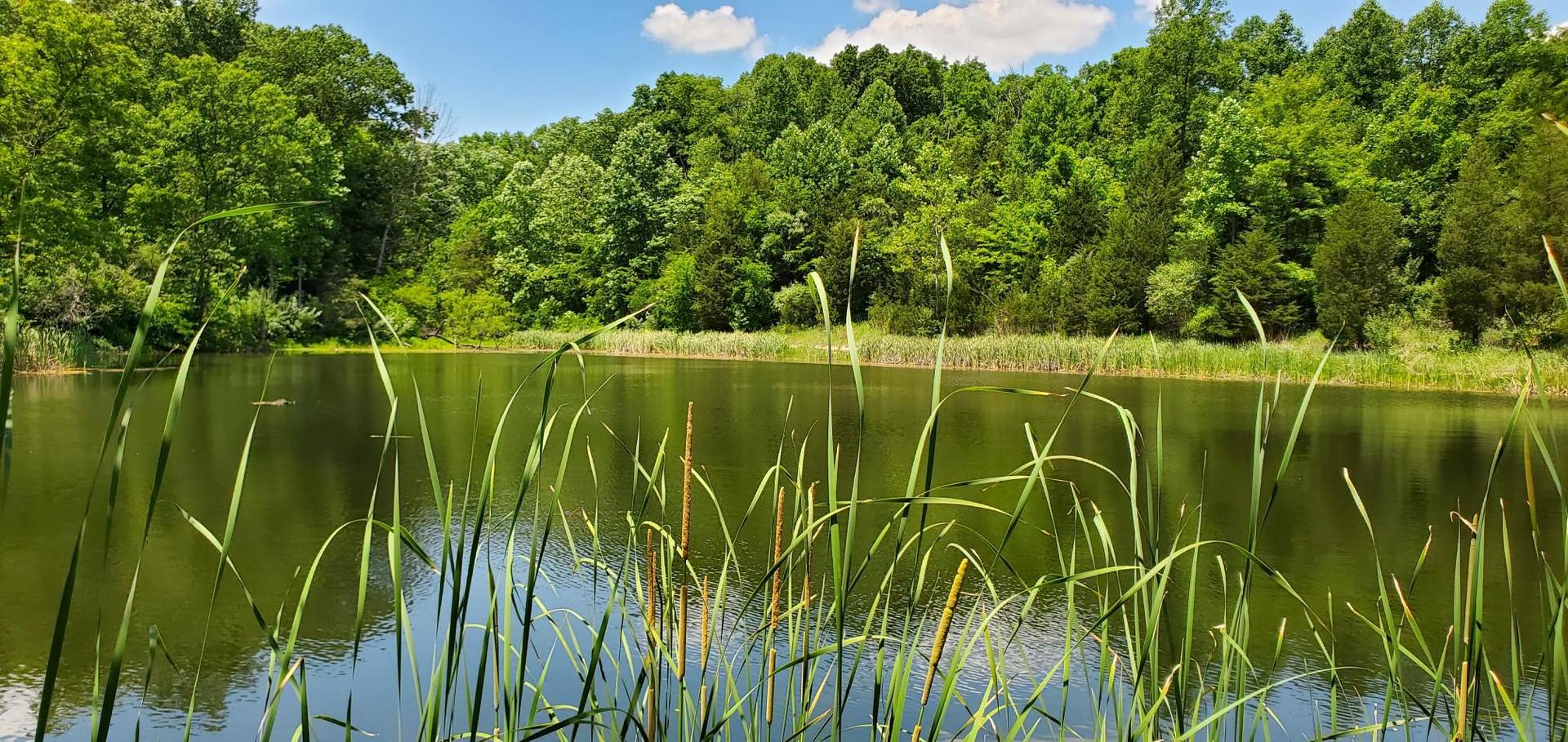 Calm pond with tall green grasses, surrounded by lush trees under a sunny sky.