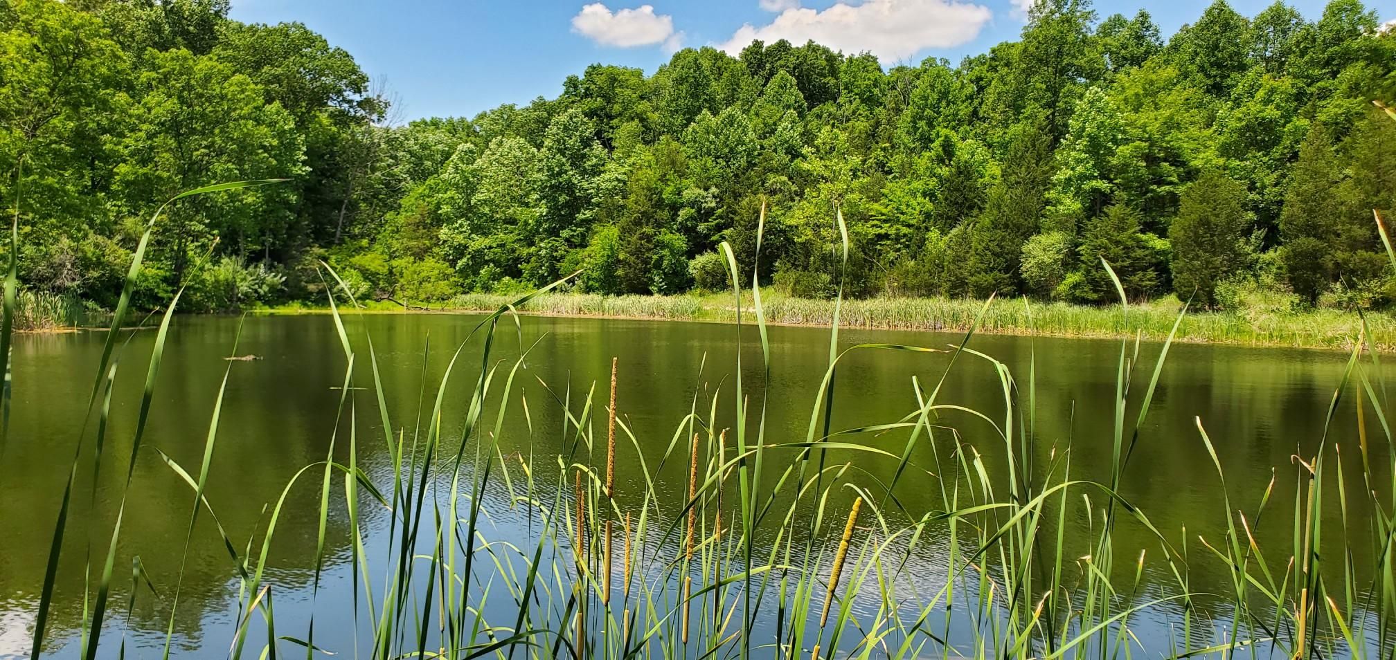 Calm pond with tall green grasses, surrounded by lush trees under a sunny sky. - Dogwood Pond loop from Horse Trailer Parking