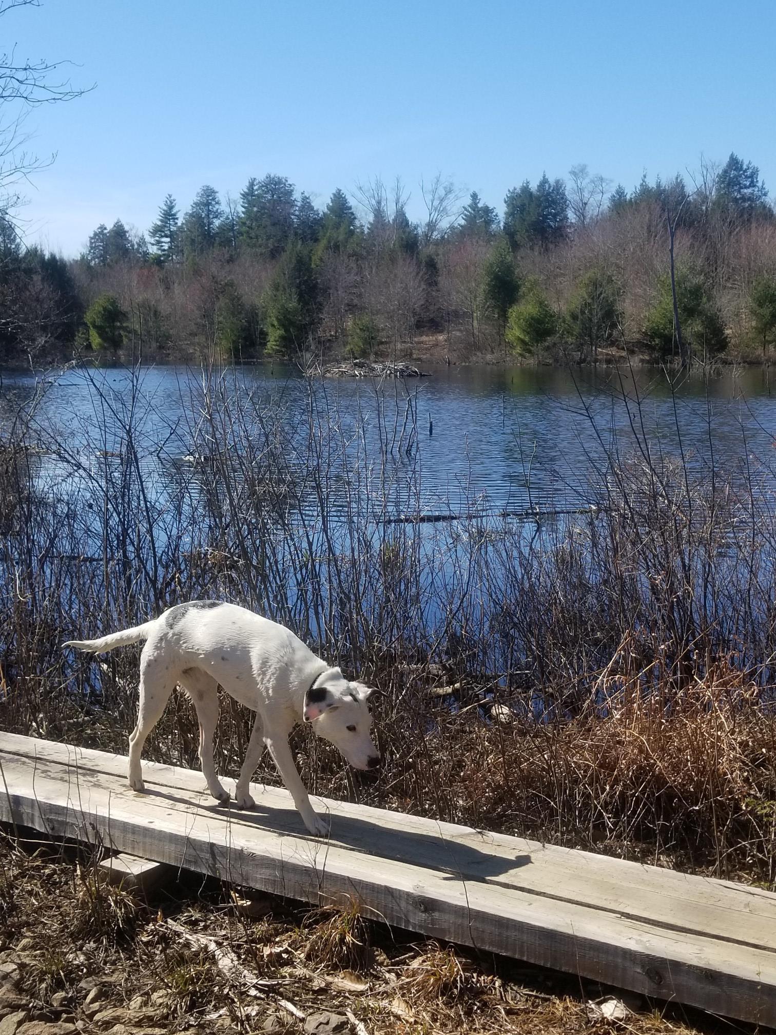 White dog walks on a boardwalk beside a sunny lake with trees.