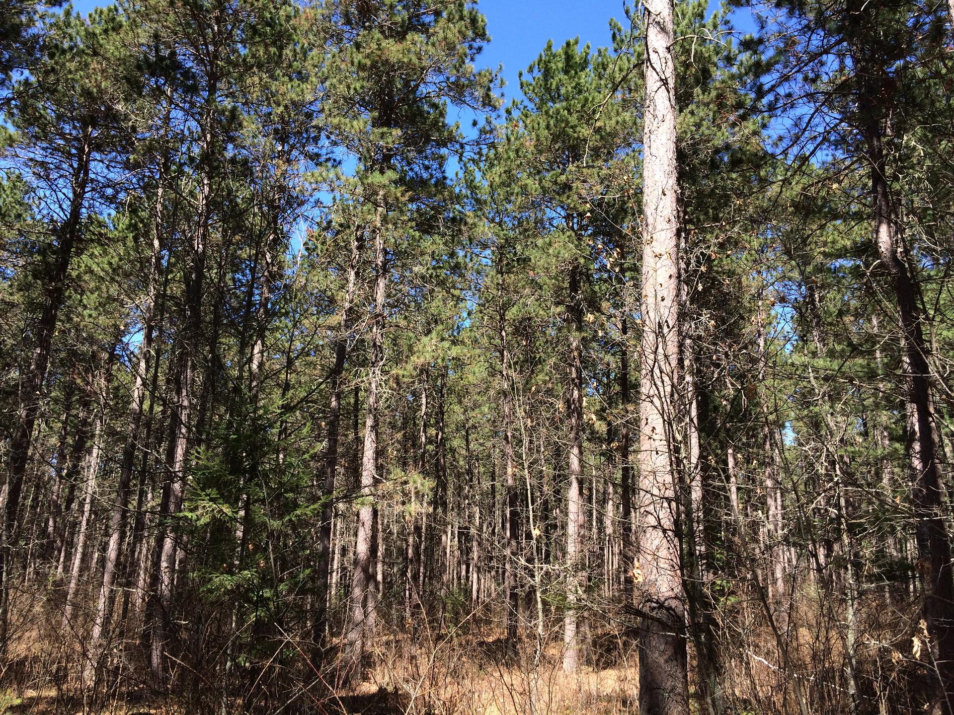 Dense pine forest with tall trees and dry undergrowth under a bright blue sky.