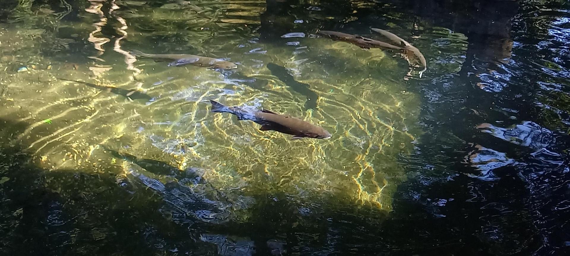 Several fish swim in clear, sun-dappled water with reflections.