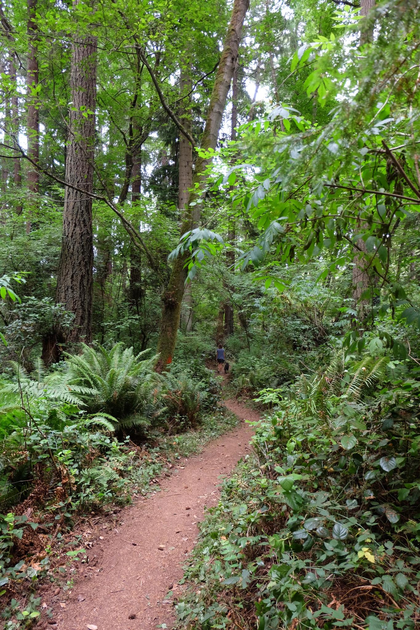 Winding dirt path through a lush green forest with dappled light, person walking.