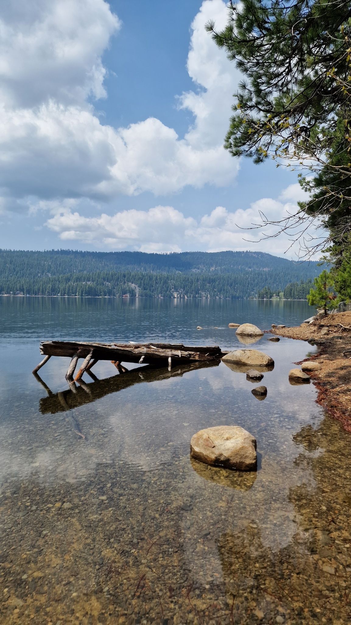 Clear lake water with submerged wood and rocks, forested hills in background. - Peninsula, Fox Run, Huckleberry Loop, and Miles Standish Trails Loop