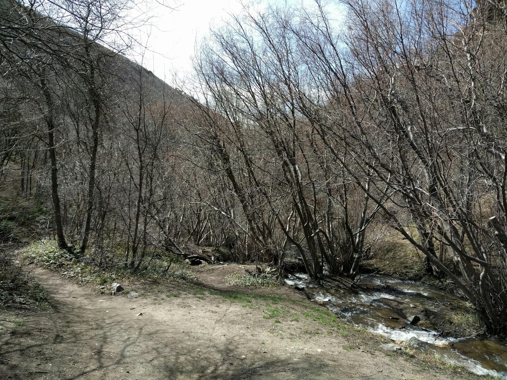 A winding stream flows beside a dirt path and bare trees.