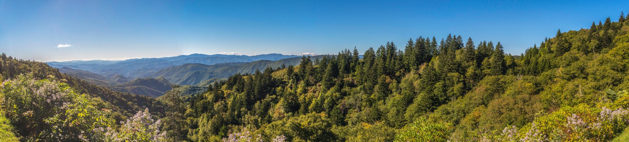 Panoramic view of a sunny, forested mountain valley under a clear sky. - Waterrock Knob from Thunderstruck Overlook