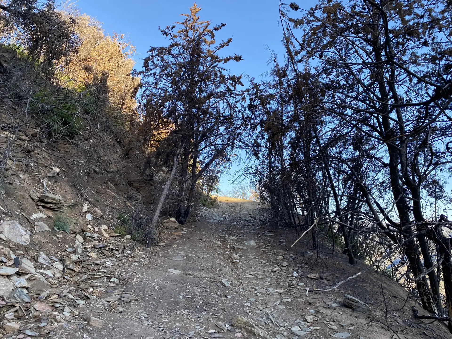 An uphill dirt path through a forest of dark, burnt trees.