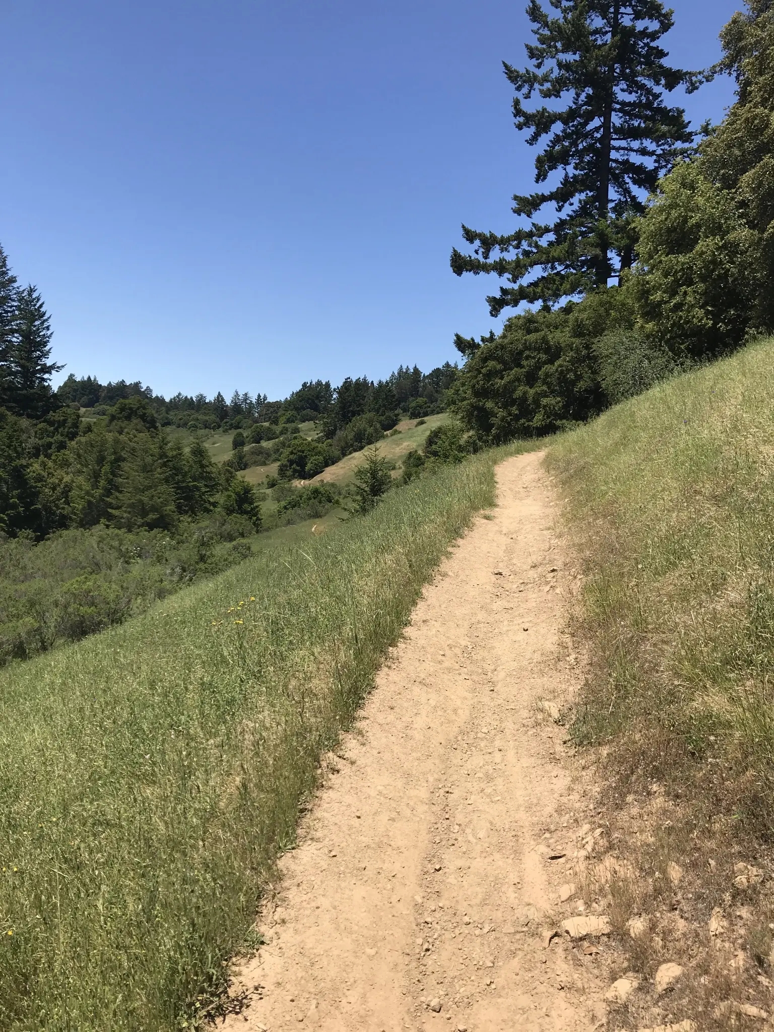 Sunny dirt path winding up a green grassy hillside with distant trees.