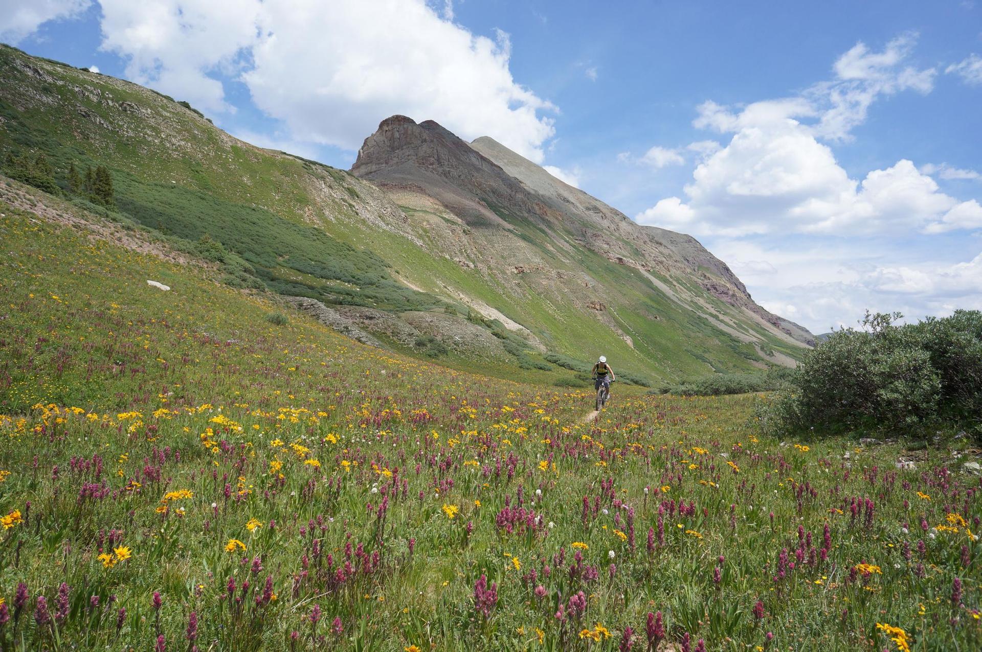 A person cycles through a vibrant wildflower meadow with large mountains.
