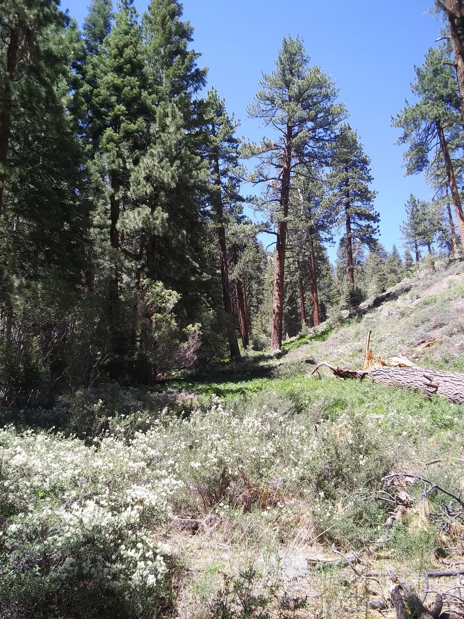 Tall pine trees over a sunlit forest floor with green plants and a log.