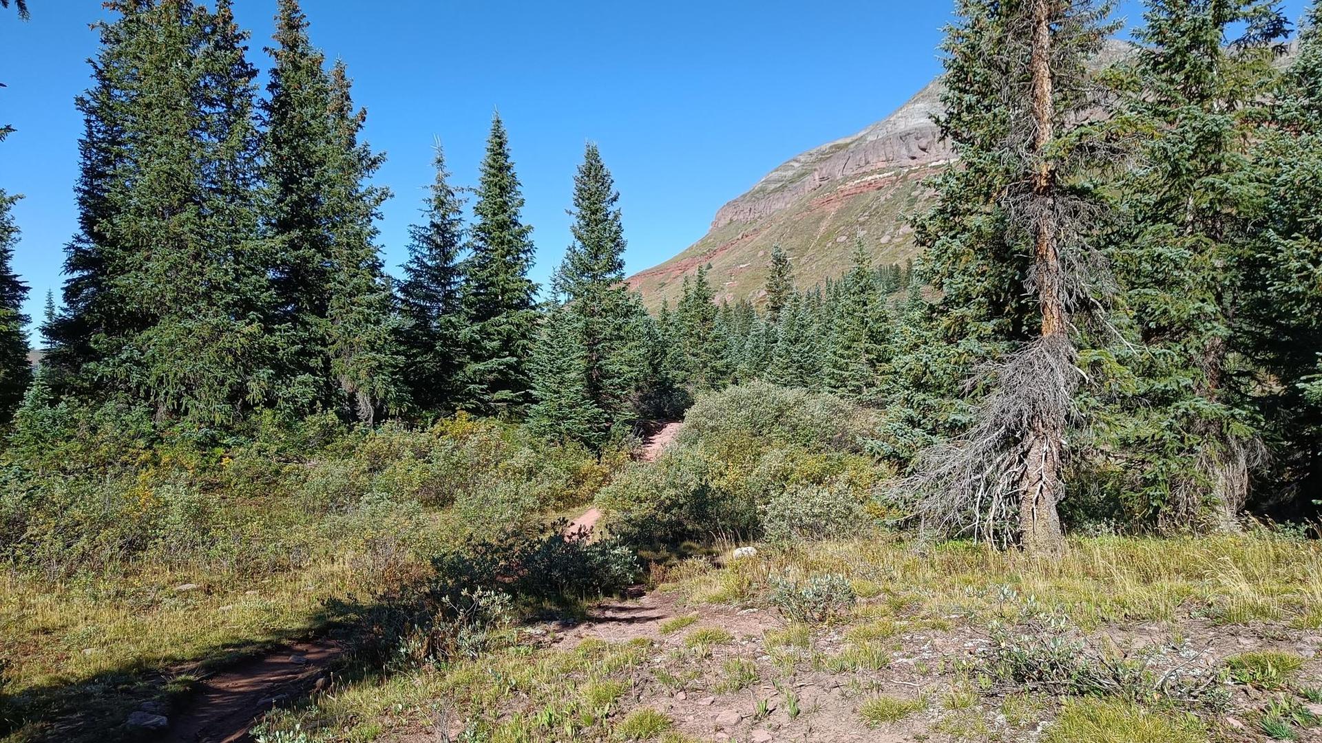 Forest path winding through dense pine trees with a rocky mountain backdrop.