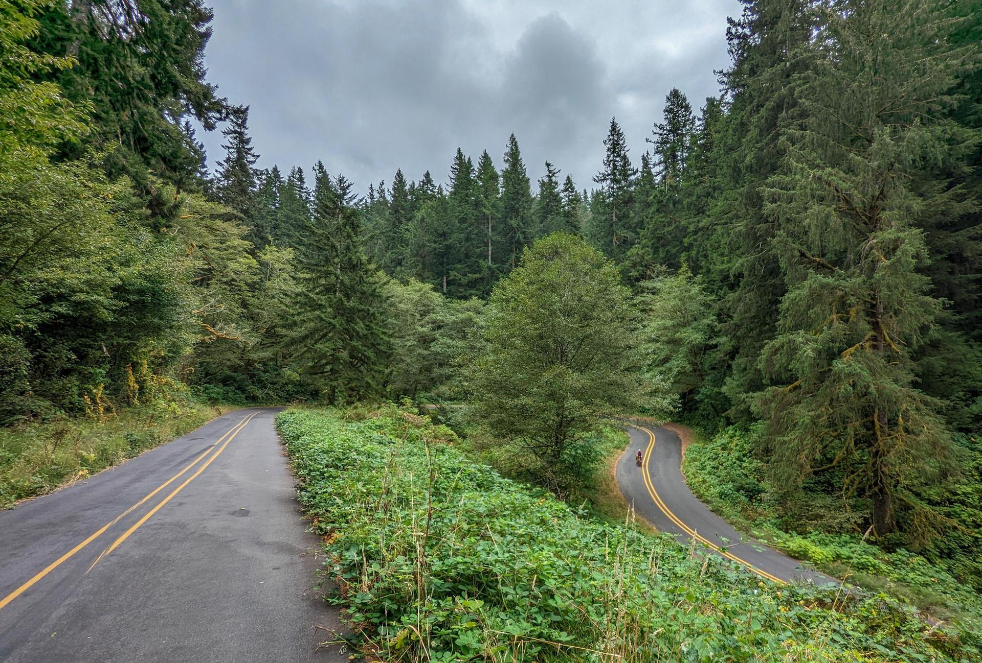 A paved road forks through a dense green forest under a cloudy sky.