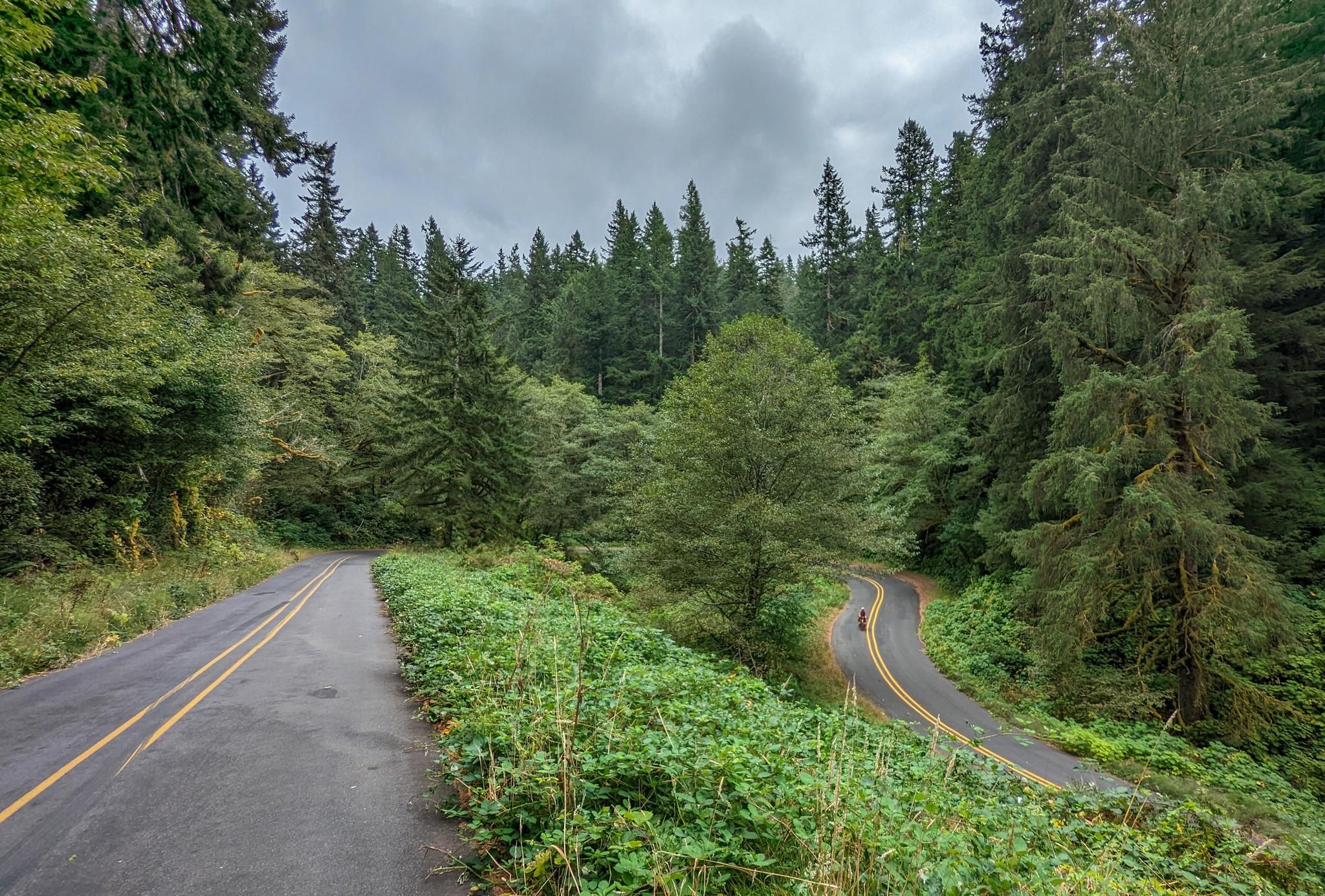 A paved road forks through a dense green forest under a cloudy sky. - Scenic Old Highway 101 – Heid's Otis Espresso Stop loop from Neskowin