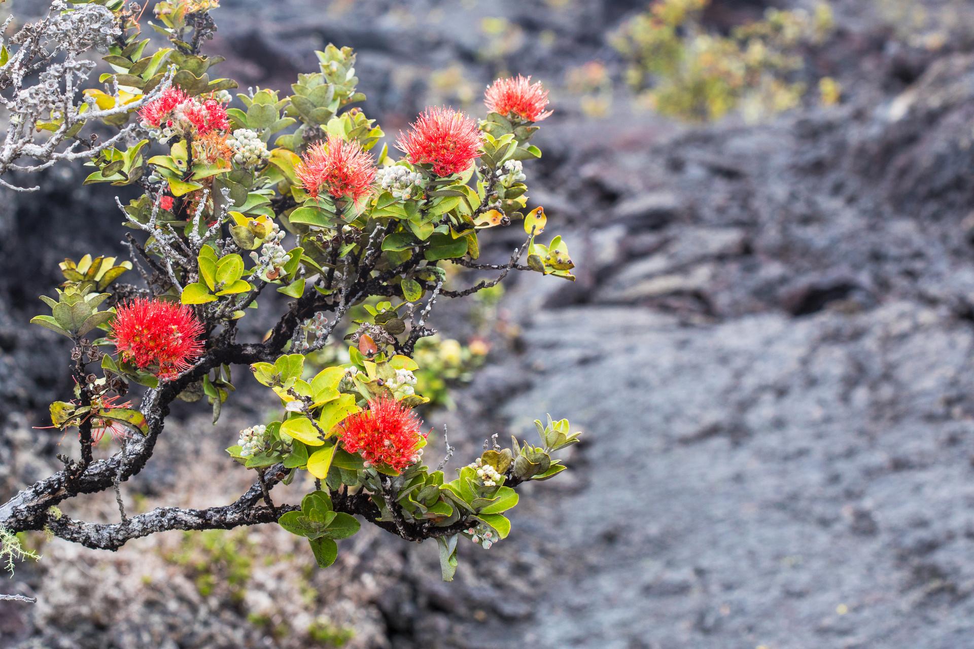 Vibrant red-orange flowers bloom on a branch against a dark, rocky background.