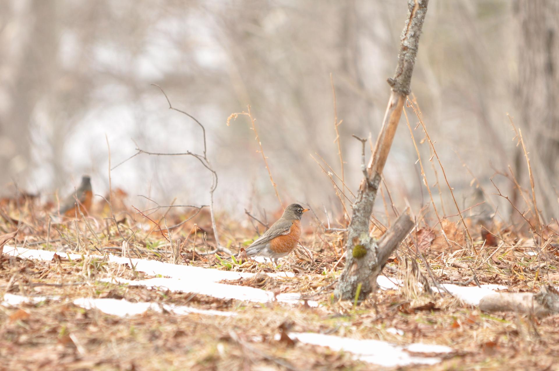 Three birds foraging on a snowy, leafy forest floor in soft light.