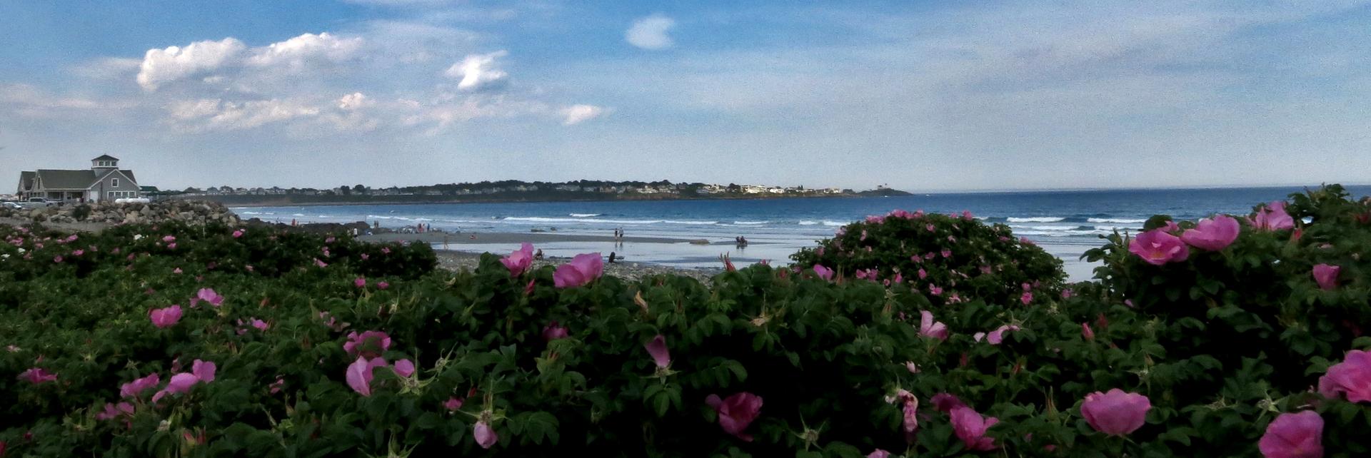 Panoramic beach view with pink flowers, ocean waves, and distant houses.