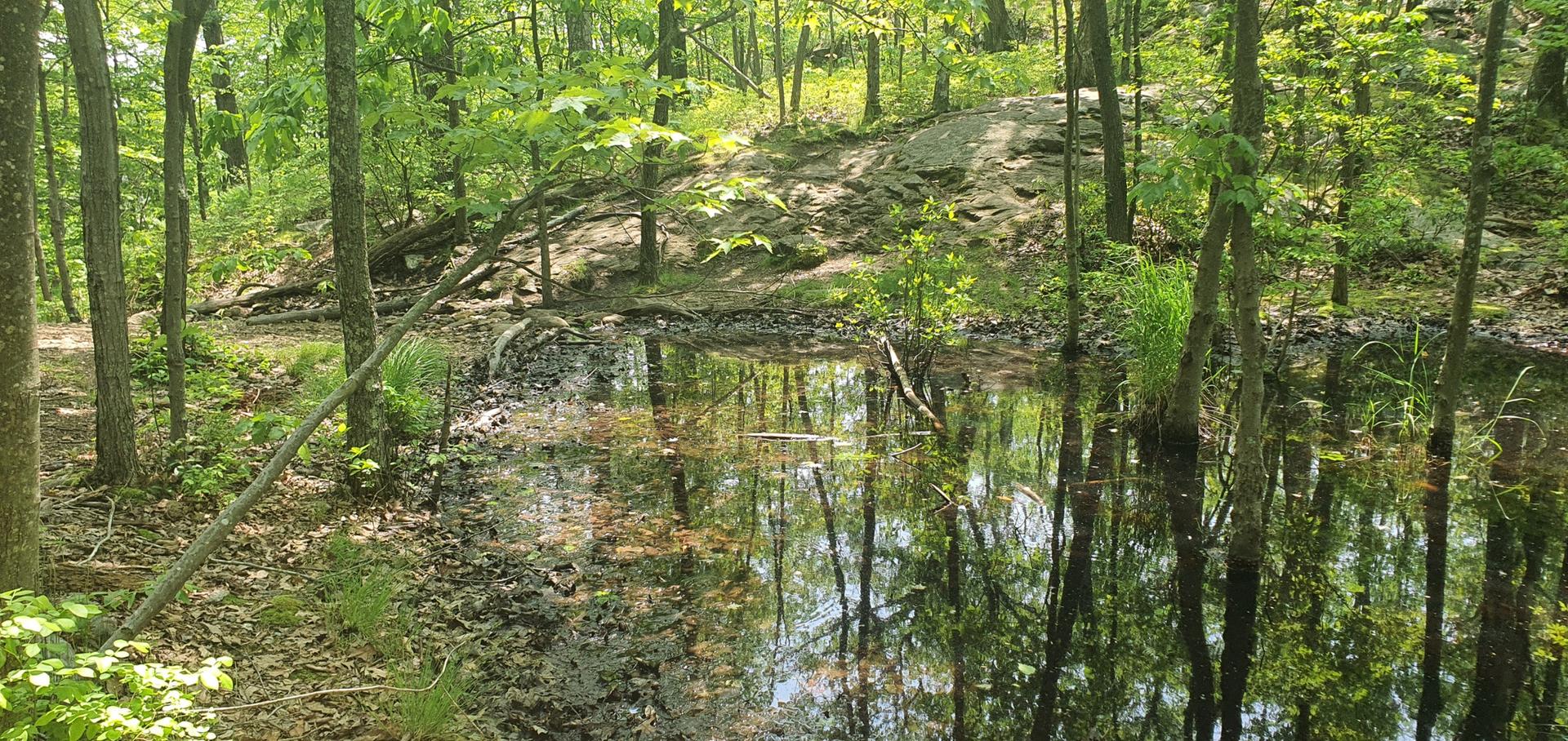Still forest pond reflecting green trees under bright sunlight.