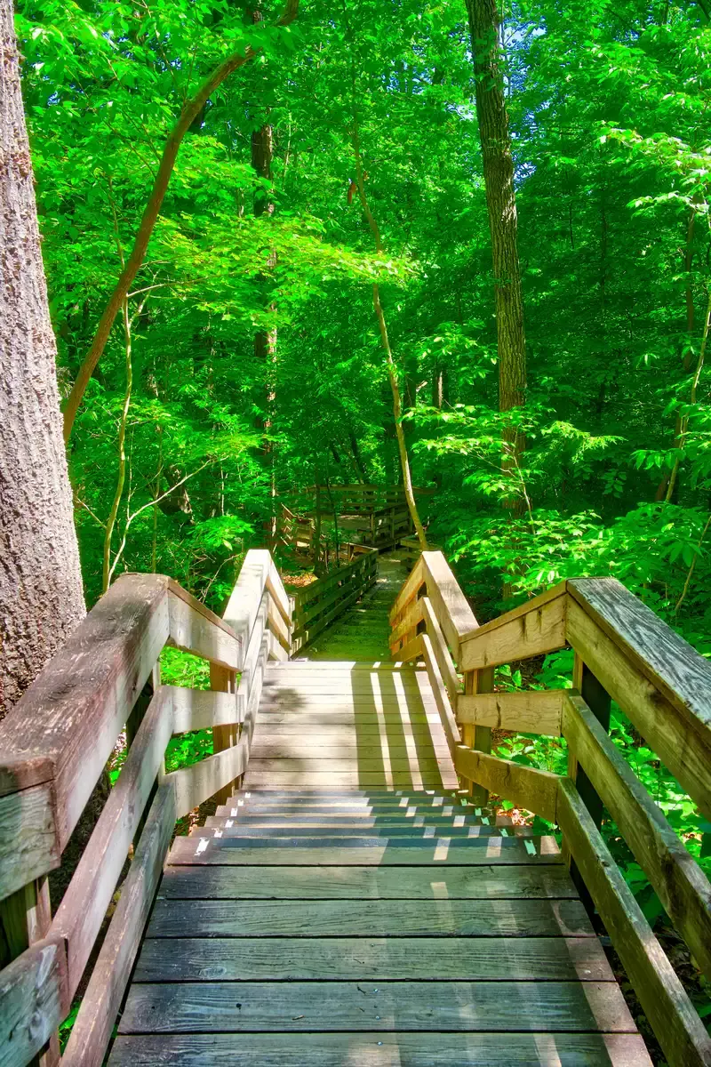 Wooden stairs descending into a vibrant green, sunlit forest.