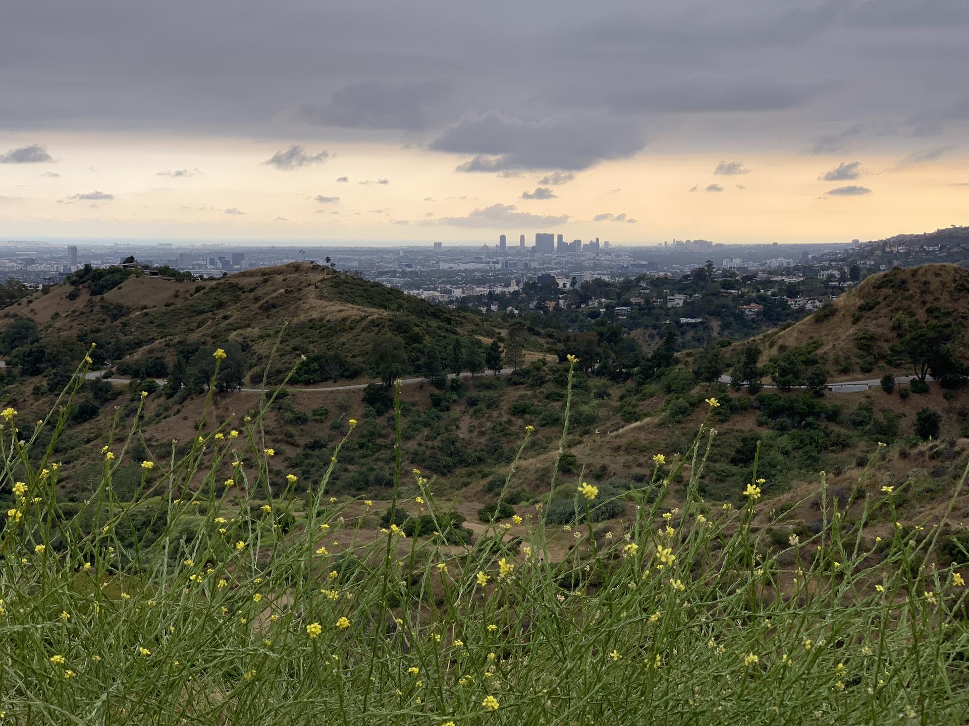 Overcast view of rolling hills, distant city, and yellow wildflowers in foreground.