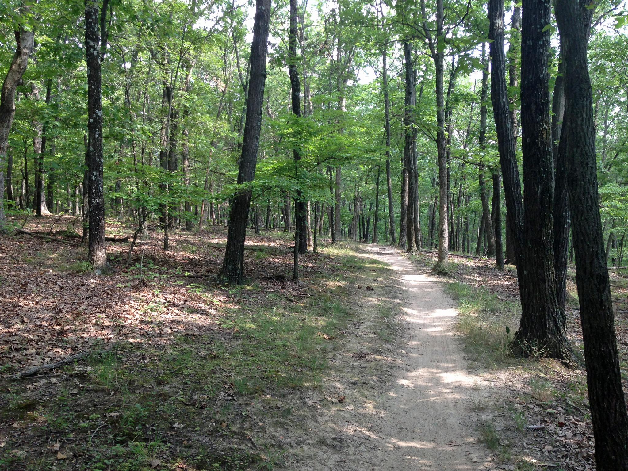 A winding dirt path through a dense, sun-dappled green forest.
