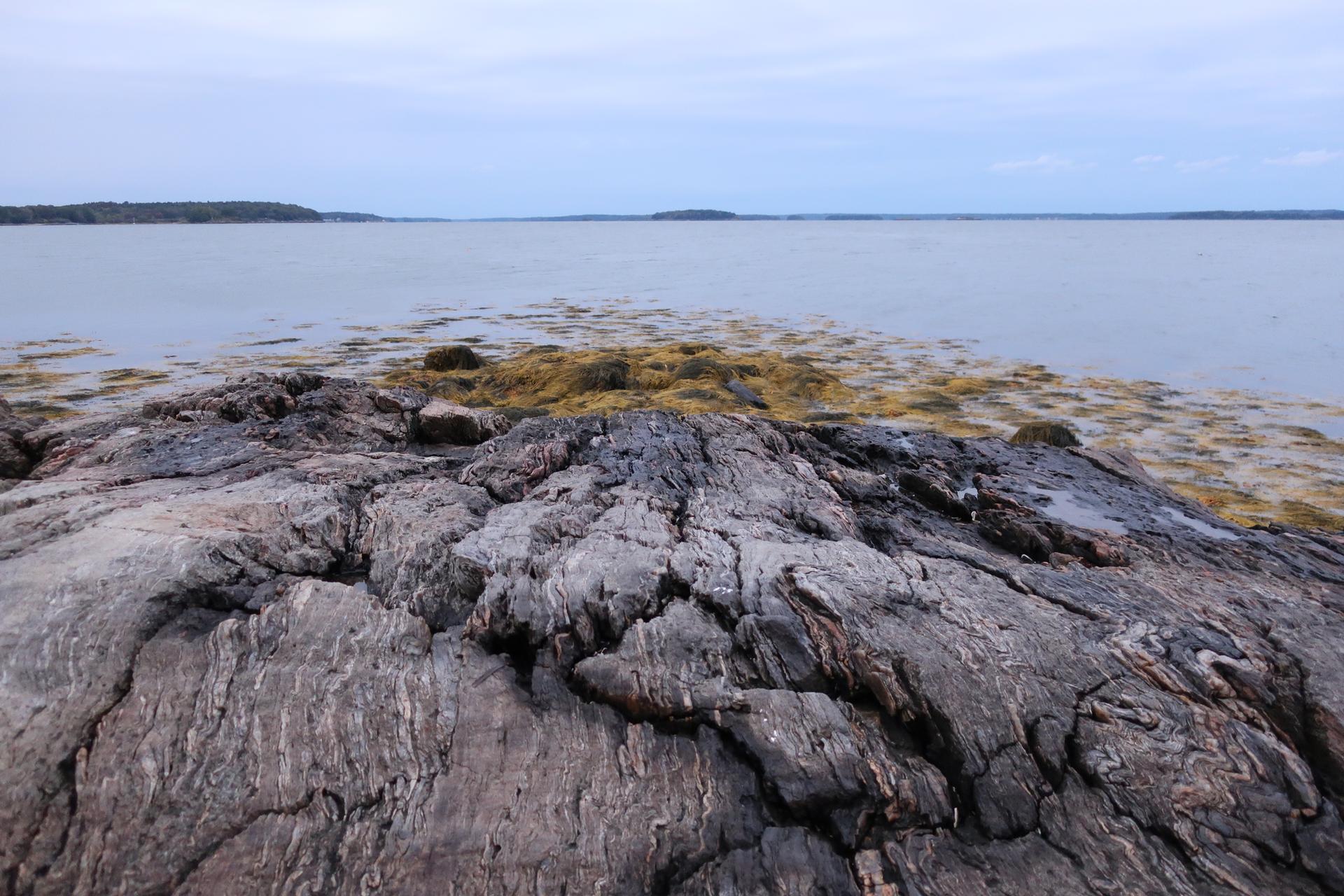 Rocky shoreline with seaweed leading to calm ocean under an overcast sky.
