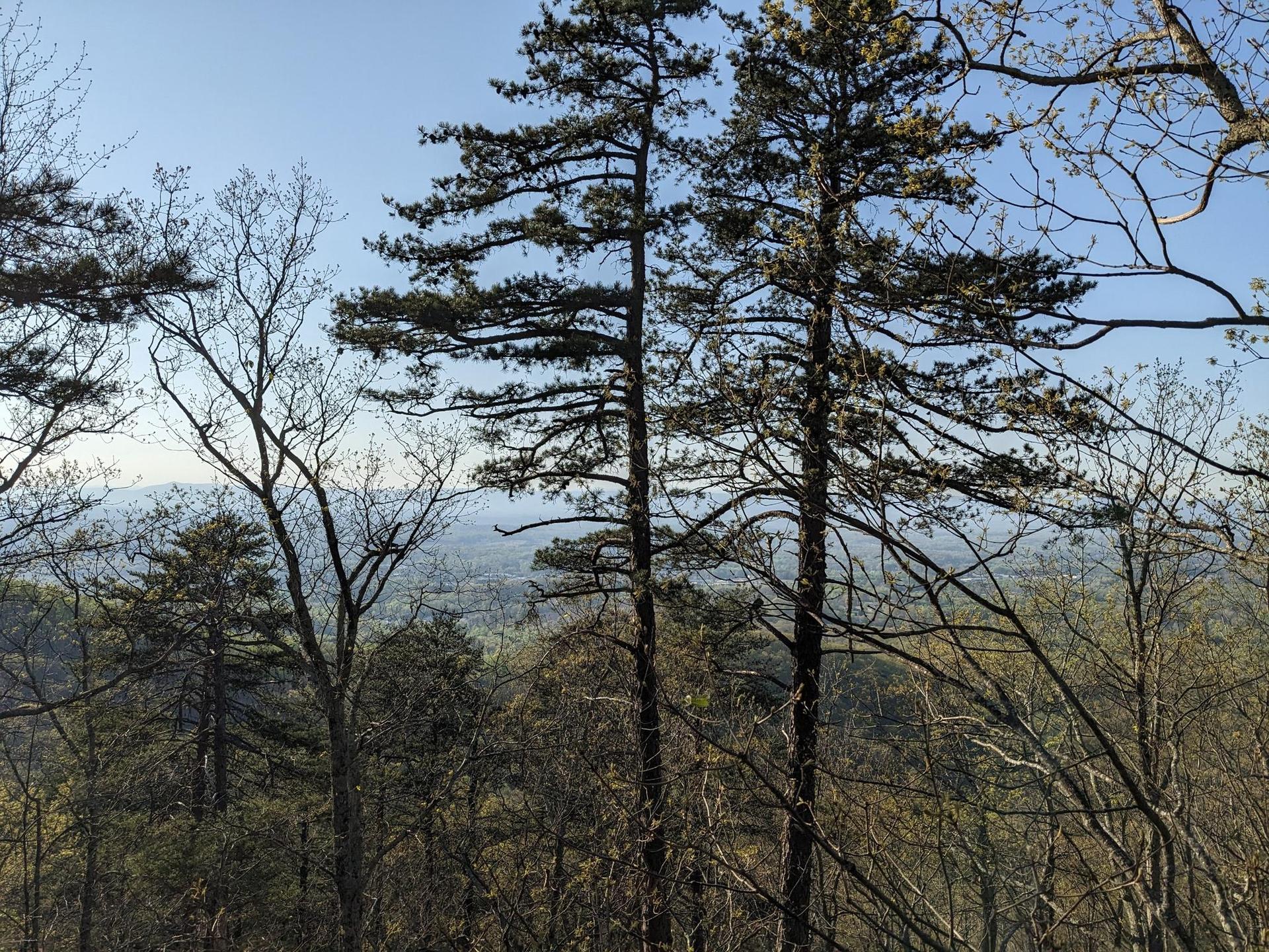 Tall pine trees and bare branches overlook a hazy valley on a clear day.